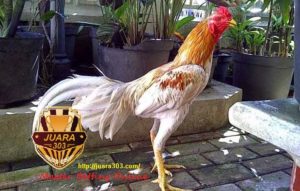 Cara Mengatasi dan Mengobati Ayam Bangkok Cacingan