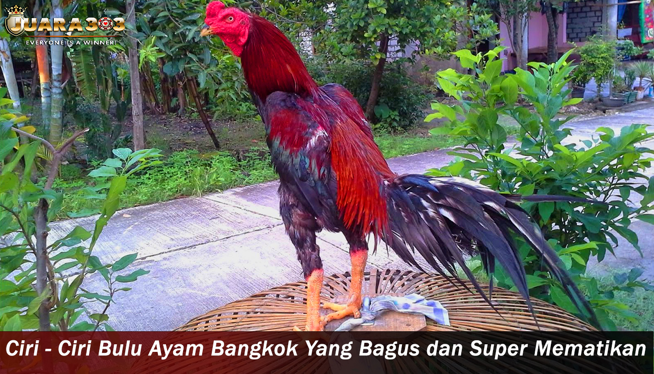 Ciri Bulu Ayam Bangkok Yang Bagus