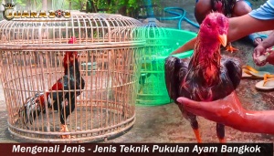 Kesalahan Fatal Saat Merawat Ayam Bangkok